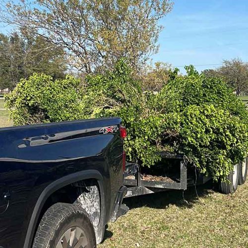 BOT-Branches-Removal